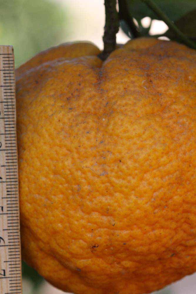            Fruit (Riverside, CA)   